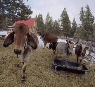 Revati Cow