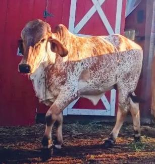 revati cow in 2022